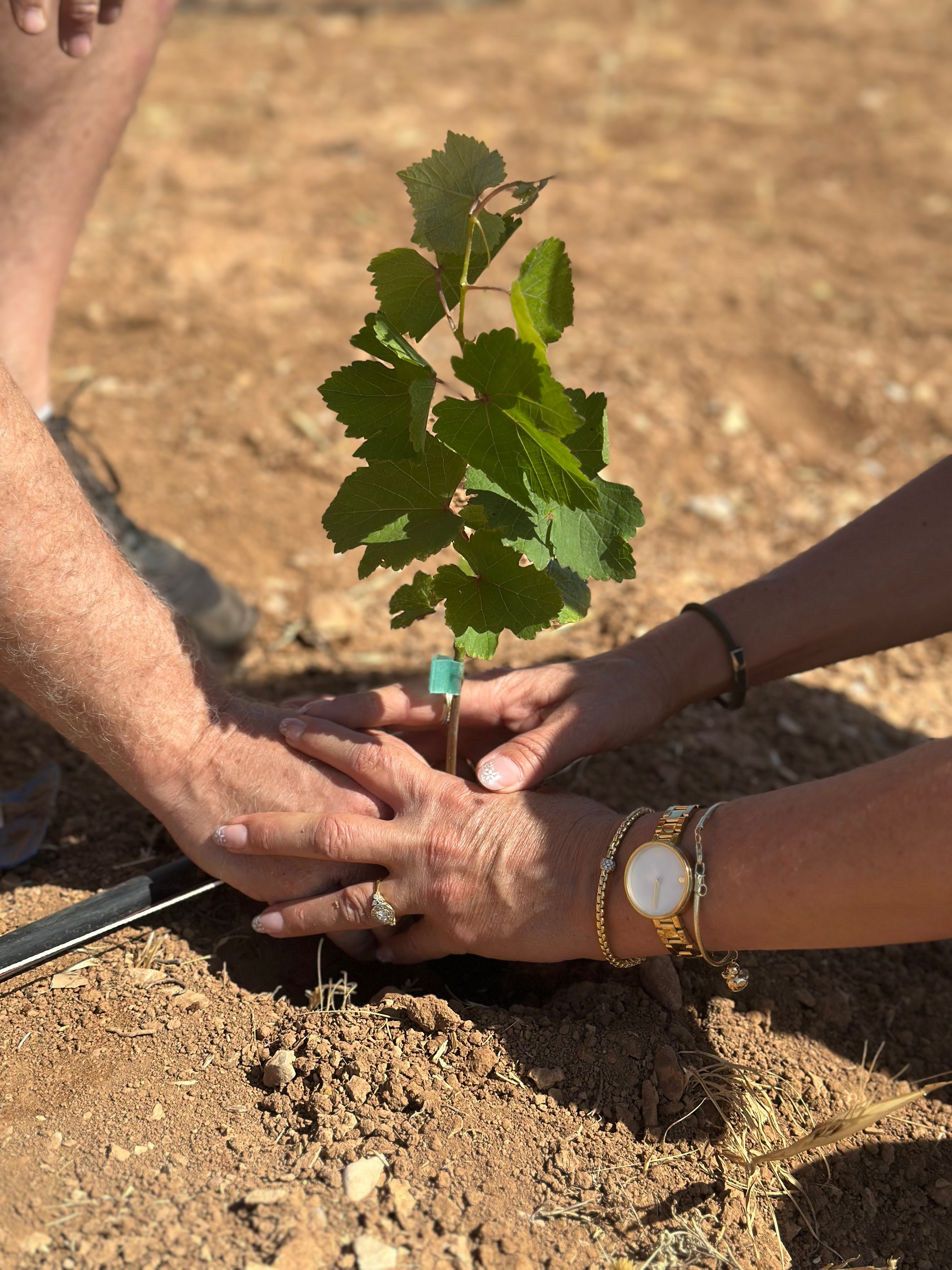 Hands together planting a vine in the soil of Kerem HaShachar